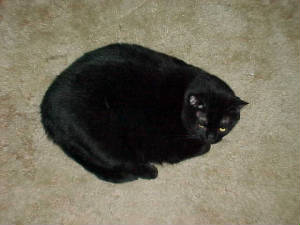 fat.growlie.wp.jpg