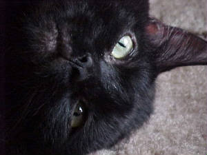 growlie.face.2wp.jpg