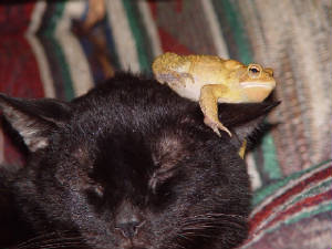 growlie.froggie.friend.wp.jpg