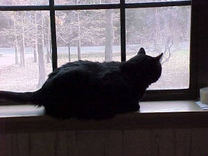 growlie.in.window.wp.jpg